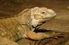 rhinocerous iguana 2