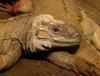 rhinocerous iguana 3