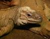 rhinocerous iguana 4