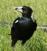 Australian magpie and lunch
