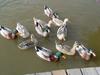 청둥오리 Anas platyrhynchos (Mallard Ducks)
