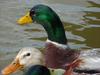 청둥오리 Anas platyrhynchos (Mallard Duck)