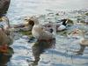 청둥오리 Anas platyrhynchos (Mallard Ducks)
