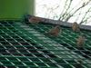 참새 Passer montanus (Tree Sparrows)