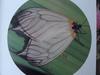 벚나무모시나방 Elcysma westwoodii (White-tailed Zygaenid Moth)