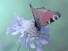 공작나비 Inachis io (Peacock Butterfly)