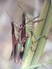 벼메뚜기 Oxya chinensis (Chinese Rice Grasshopper)
