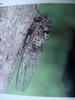 참매미 Oncotympana fuscata (Dusky Cicada)