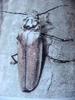 장수하늘소 Callipogon relictus (Korean Relict Long-horned Beetle)