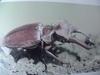 사슴벌레 Lucanus maculifemoratus (Korean Stag Beetle)