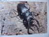 톱사슴벌레 Prosopocoilus inclinatus (Saw Stag Beetle)