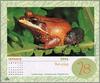 [xLR8 Frogs 2004 Box Calendar] 053 Leopard Frog - Leptodactylus rhodomystax