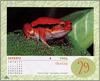 [xLR8 Frogs 2004 Box Calendar] 055 Tomato Frog - Dyscophus antongilii
