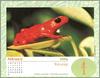 [xLR8 Frogs 2004 Box Calendar] 068 Golden Mantella - Mantella aurantiaca
