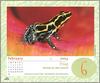 [xLR8 Frogs 2004 Box Calendar] 072 Amazonian poison frog - Dendrobates ventrimaculatus