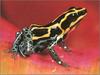 [xLR8 Frogs 2004 Box Calendar] 073 Amazonian poison frog - Dendrobates ventrimaculatus