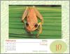 [xLR8 Frogs 2004 Box Calendar] 074 Spotted Treefrog - Hyla punctata