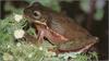 [xLR8 Frogs 2004 Box Calendar] 081 Squirrel treefrog - Hyla squirella