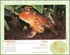 [xLR8 Frogs 2004 Box Calendar] 082 Horn frog - Ceratophrys sp.