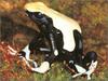 [xLR8 Frogs 2004 Box Calendar] 085 Dyeing poison frog - Dendrobates tinctorius