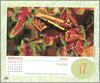 [xLR8 Frogs 2004 Box Calendar] 086 Tricolor poison dart frog - Epipedobates tricolor