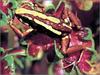 [xLR8 Frogs 2004 Box Calendar] 087 Tricolor poison dart frog - Epipedobates tricolor