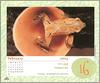 [xLR8 Frogs 2004 Box Calendar] 088 Bolivian treefrog - Hamptophryne boliviana