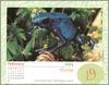 [xLR8 Frogs 2004 Box Calendar] 090 Azure poison frog - Dendrobates azureus