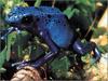 [xLR8 Frogs 2004 Box Calendar] 091 Azure poison frog - Dendrobates azureus