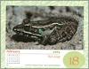 [xLR8 Frogs 2004 Box Calendar] 092 Southern leopard frog - Rana sphenocephala