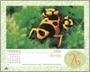 [xLR8 Frogs 2004 Box Calendar] 102 Bumble-bee poison frog - Dendrobates leucomelas