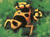 [xLR8 Frogs 2004 Box Calendar] 103 Bumble-bee poison frog - Dendrobates leucomelas