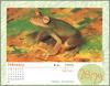 [xLR8 Frogs 2004 Box Calendar] 106 Rough-skinned green treefrog - Hyla granosa