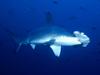 [Gallery CD01] Hammerhead Shark, Cocos Island, Costa Rica