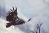 California condor in flight (Gymnogyps californianus)