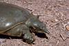 Texas Spiny Softshell Turtle (Apalone spinifera emoryi)