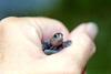 Diamondback Terrapin baby (Malaclemys terrapin)