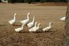 집오리떼와 거위 떼 (Domestic ducks & Swan Geese)
