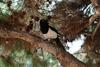 까치 Pica pica (Black-billed Magpie)