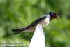 제비 Hirundo rustica (Barn Swallow)