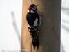 오색딱다구리 Dendrocopos major (Great Spotted Woodpecker)