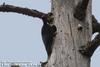 까막딱다구리 Dryocopus martius (Black Woodpecker)
