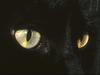 [Gallery CD01] Mystic. Black Cat's eyes
