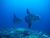 [Gallery CD01] Ocean Sunfish, Lembongan, Indonesia
