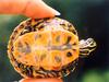 Eastern Redbelly Turtle (Pseudemys rubriventris rubriventris)