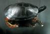 Northern Red-bellied Cooter (Pseudemys rubriventris bangsi)
