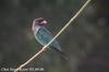 파랑새 Eurystomus orientalis (Broad-billed Roller)