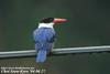 청호반새 Halcyon pileata (Black-capped Kingfisher)