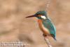 물총새 Alcedo atthis (Common Kingfisher)