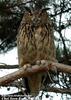 수리부엉이 Bubo bubo (Eurasian Eagle Owl)